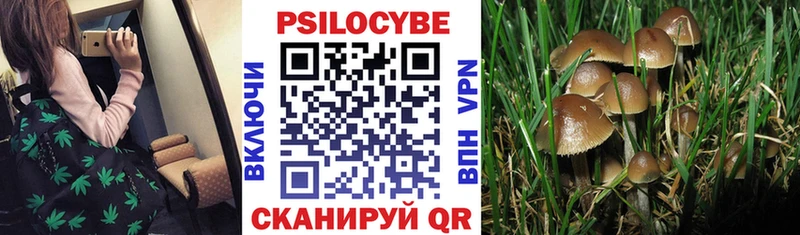 Псилоцибиновые грибы Psilocybine cubensis  Пушкино 